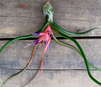 Tillandsia Bulbosa, Air Plant – image 3