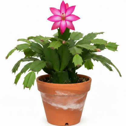 Christmas Cactus, Schlumbergera – image 3
