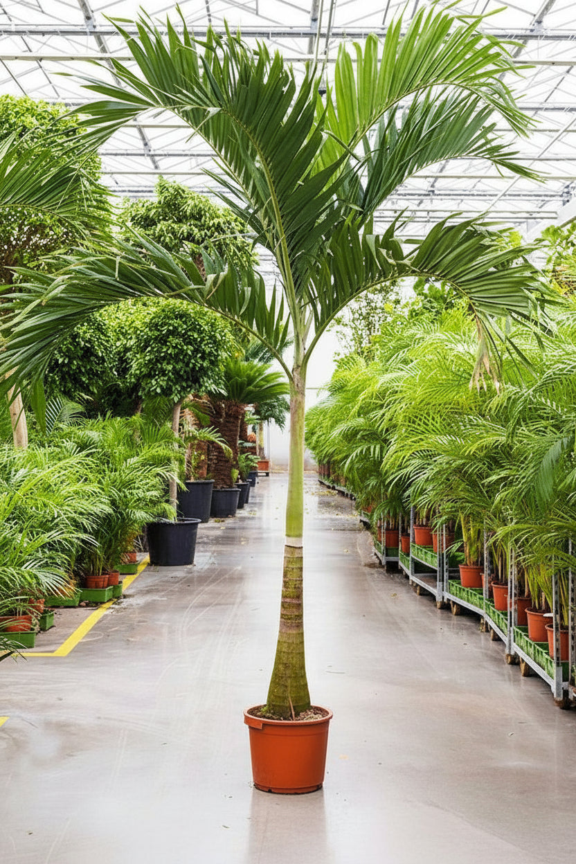 Manila Palm, Veitchia Merrillii – image 4