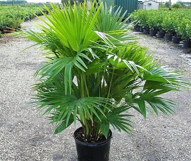 Chinese Fan Palm, Livistona Chinensis, Fountain Palm – image 5