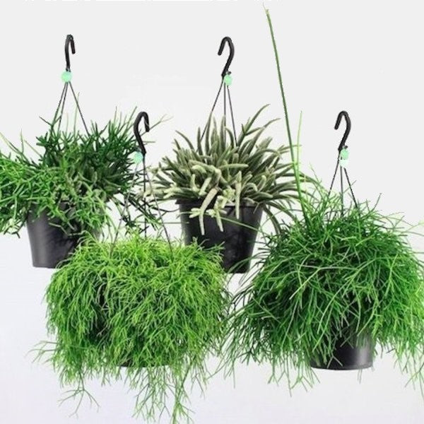 Rhipsalis – image 3