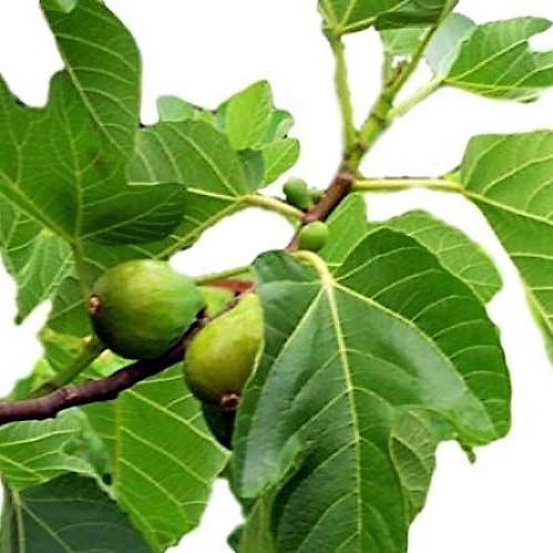 Fig Tree, Ficus Carica – image 2