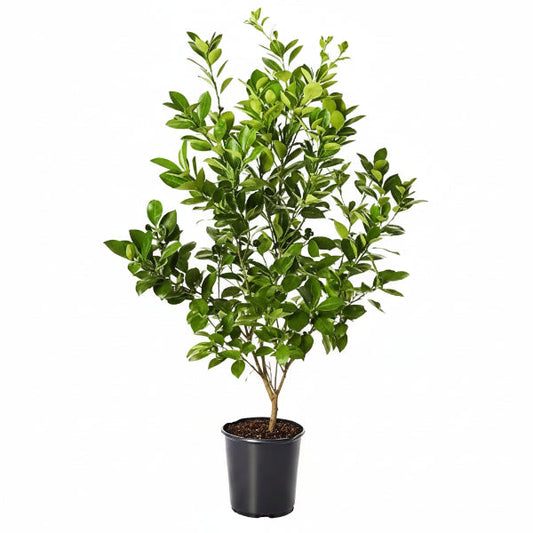 Citrus, Binzaheer, lime – image 1
