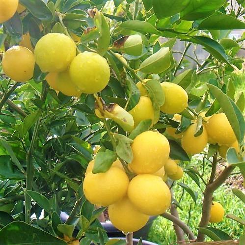 Citrus, Binzaheer, lime – image 2