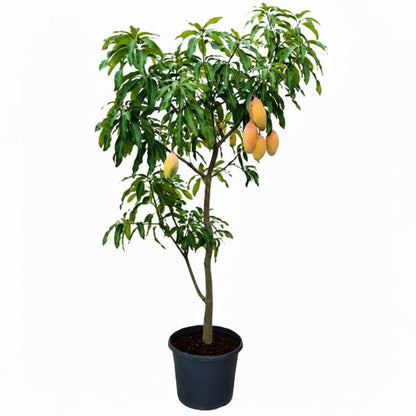 Mangifera indica, Mango Tree – image 4