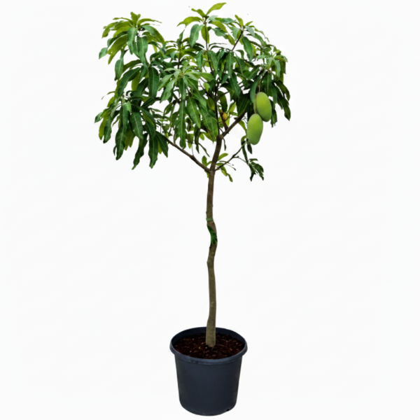 Mangifera indica, Mango Tree – image 11