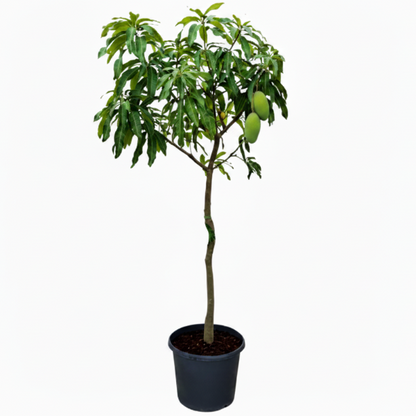 Mangifera indica, Mango Tree – image 11