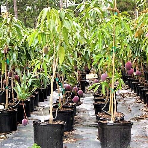Mangifera indica, Mango Tree – image 9