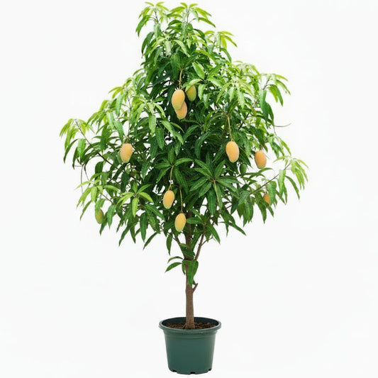 Mangifera indica, Mango Tree – image 1