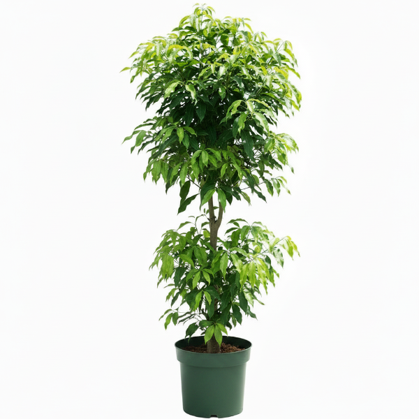 Mangifera indica, Mango Tree – image 10