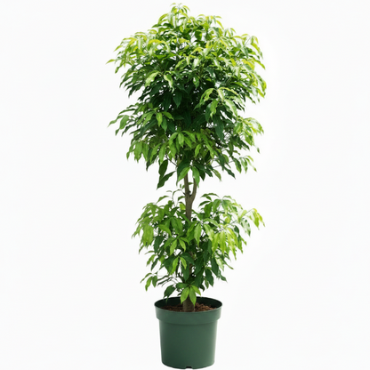 Mangifera indica, Mango Tree – image 10