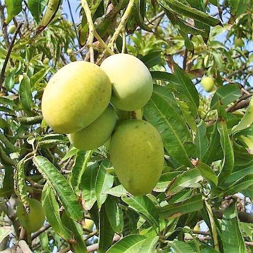 Mangifera indica, Mango Tree – image 8