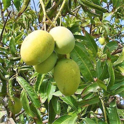 Mangifera indica, Mango Tree – image 8