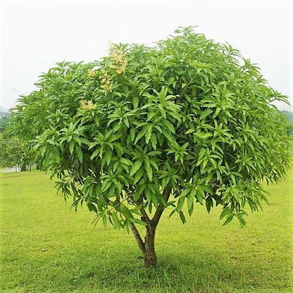 Mangifera indica, Mango Tree – image 7