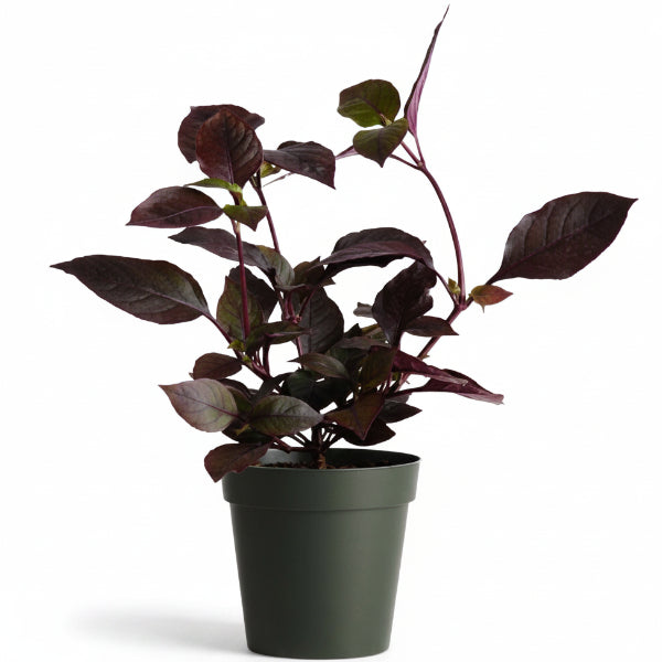 Alternanthera, Purple Knight (small) – image 3
