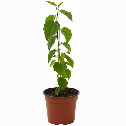 Mulberry Tree, Morus Alba – image 6