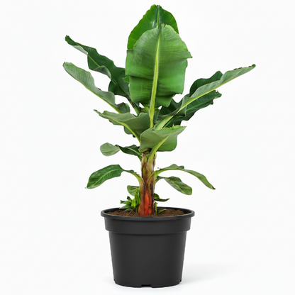 Musa paradisiaca, Banana Tree – image 4