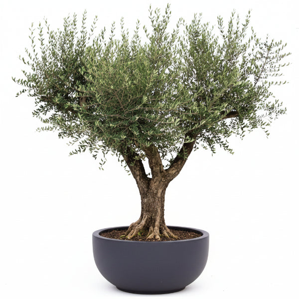 Olive Tree, Olea Europaea – image 4