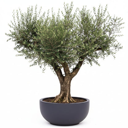 Olive Tree, Olea Europaea – image 4