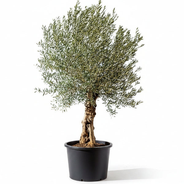 Olive Tree, Olea Europaea – image 5