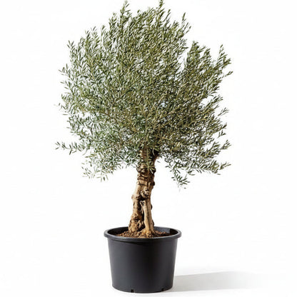 Olive Tree, Olea Europaea – image 5