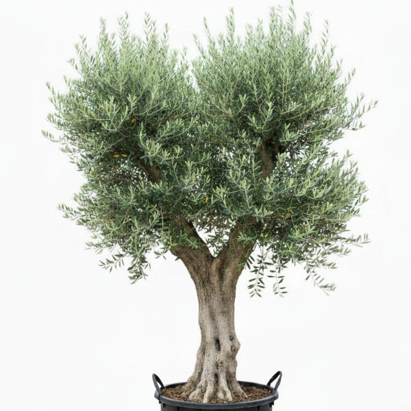 Olive Tree, Olea Europaea – image 6