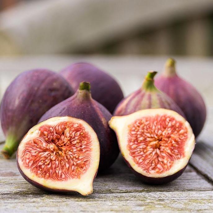 Fig Tree, Ficus Carica – image 3