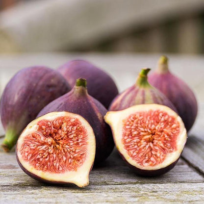 Fig Tree, Ficus Carica – image 3