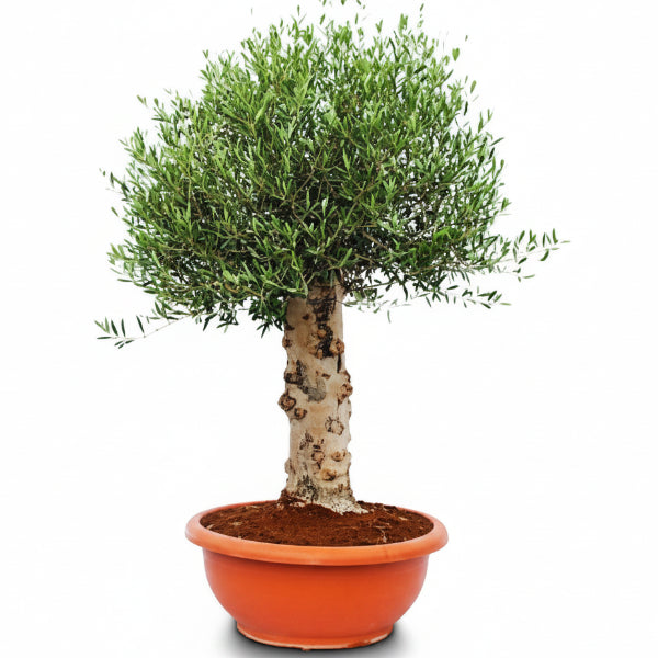 Olive Tree, Olea Europaea – image 3