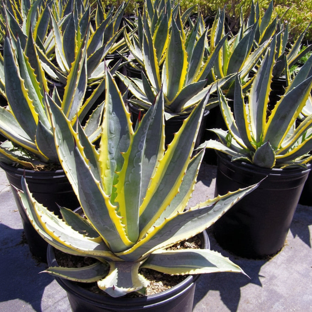 Agave americana marginata, Variegated Century Plant – image 2