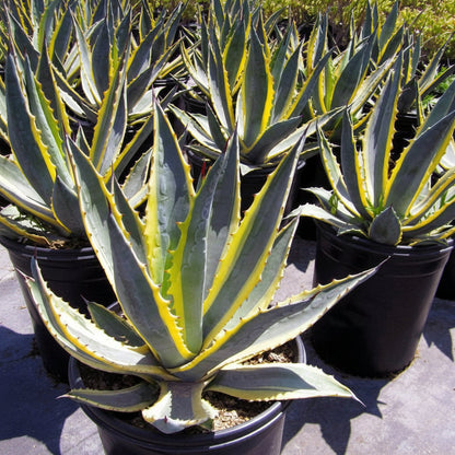 Agave americana marginata, Variegated Century Plant – image 2