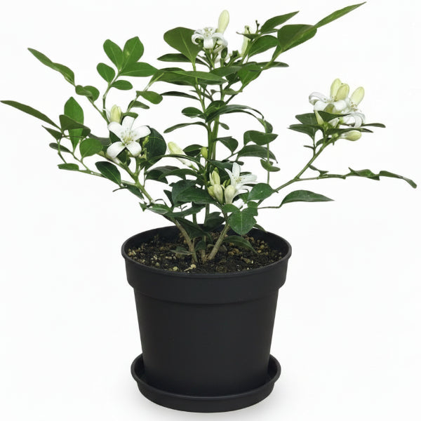 Murraya paniculata, Orange Jasmine, Thai Jasmine – image 3