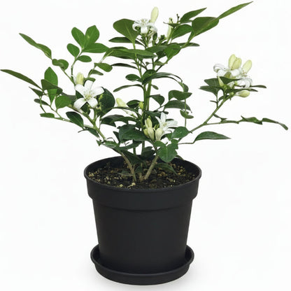Murraya paniculata, Orange Jasmine, Thai Jasmine – image 3