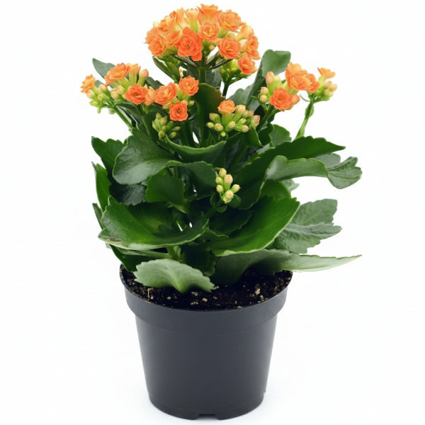 Kalanchoe blossifeldiana, Flaming Katy, Christmas , outdoor – image 4