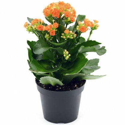 Kalanchoe blossifeldiana, Flaming Katy, Christmas , outdoor – image 4