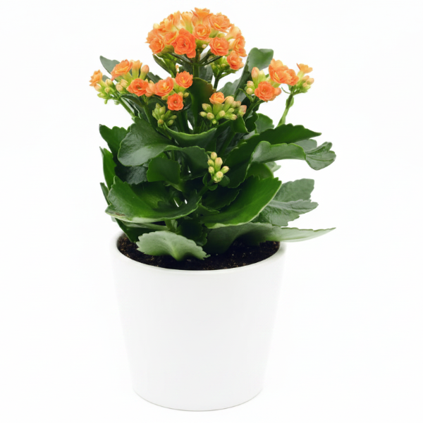 Kalanchoe blossifeldiana, Flaming Katy, Christmas , outdoor – image 6