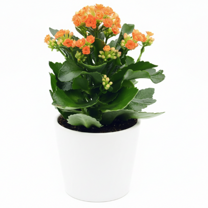 Kalanchoe blossifeldiana, Flaming Katy, Christmas , outdoor – image 6