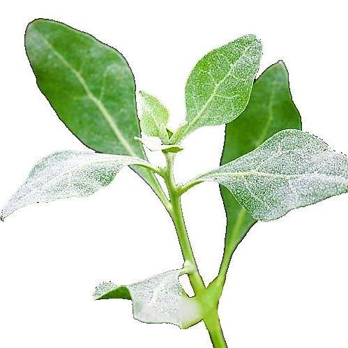 Atriplex halimus, Salt Bush – image 5