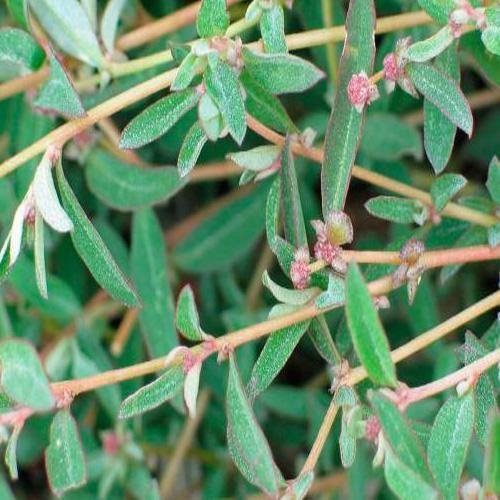 Atriplex semibaccata, Salt Bush – image 5