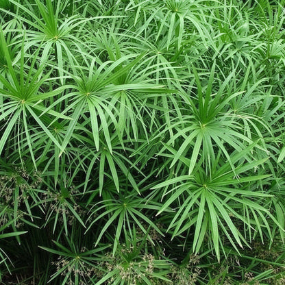 Cyperus Alternifolius, Umbrella Papyrus – image 6