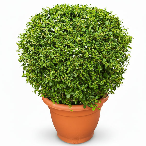 Ehretia microphylla, Fukien Tea Tree, Ball – image 1