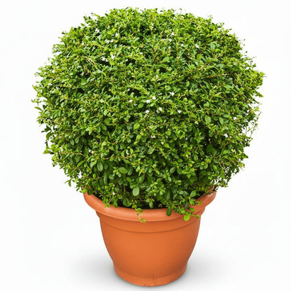 Ehretia microphylla, Fukien Tea Tree, Ball – image 1