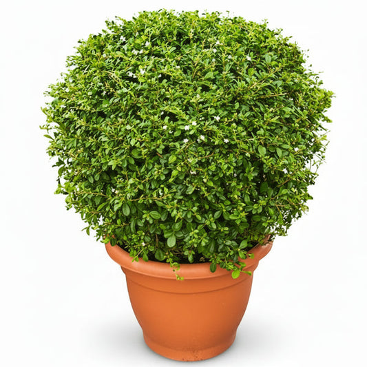 Ehretia microphylla, Fukien Tea Tree, Ball – image 1