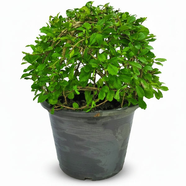 Ehretia microphylla, Fukien Tea Tree, Ball – image 2