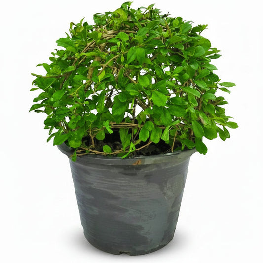 Ehretia microphylla, Fukien Tea Tree, Ball – image 2