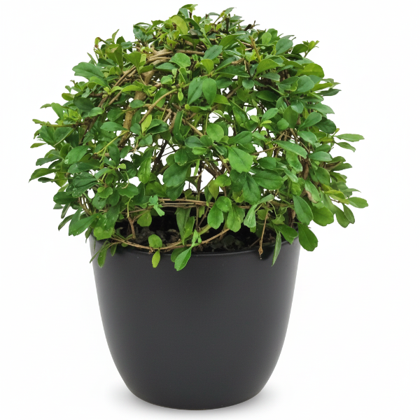 Ehretia microphylla, Fukien Tea Tree, Ball – image 6