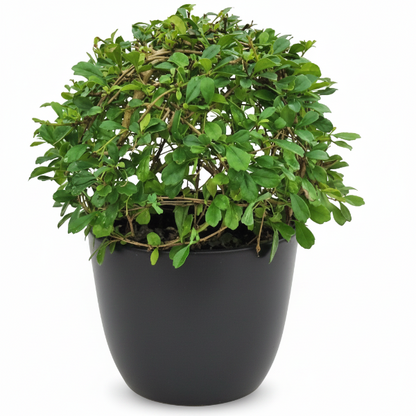 Ehretia microphylla, Fukien Tea Tree, Ball – image 6