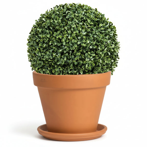 Ehretia microphylla, Fukien Tea Tree, Ball – image 3
