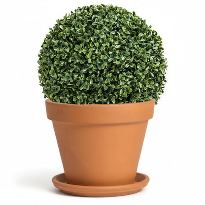 Ehretia microphylla, Fukien Tea Tree, Ball – image 3