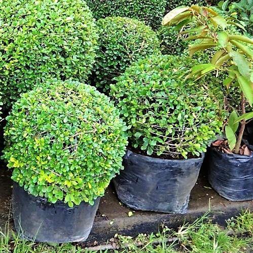Ehretia microphylla, Fukien Tea Tree, Ball – image 4